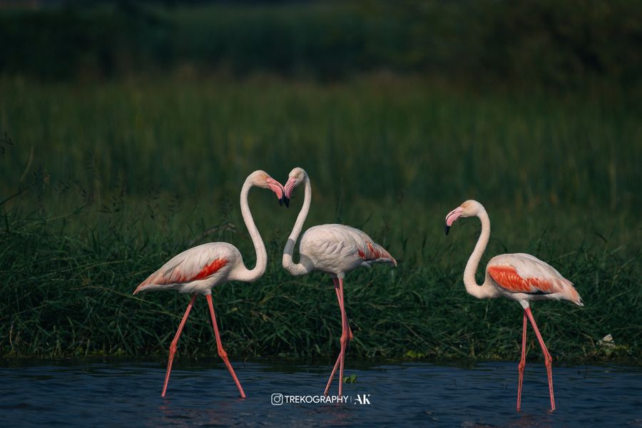 Featured image for post: Around Pune - Flamingos at Bhigwan