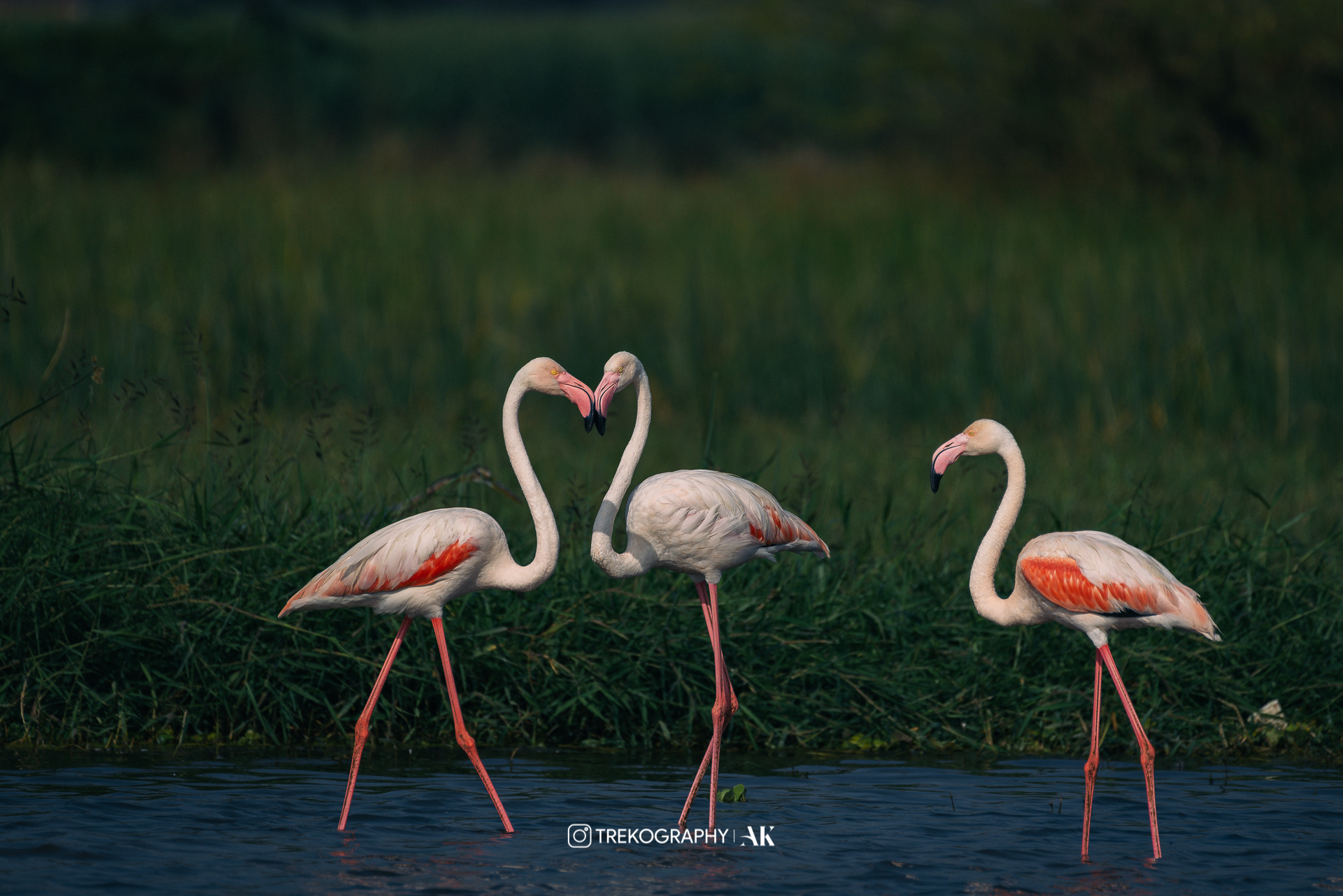Around Pune – Flamingos at Bhigwan